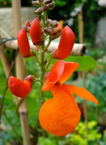 red bean flower by net_efekt